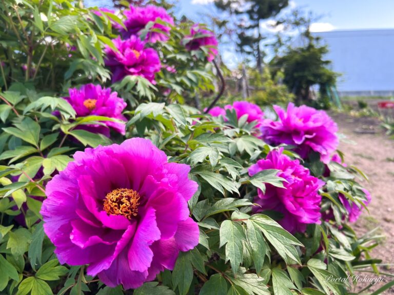 高貴な花「牡丹」