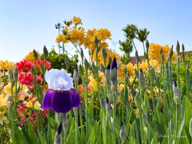 bông hoa cao quý và cao quý