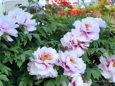 優しさに満ちた麗しい牡丹