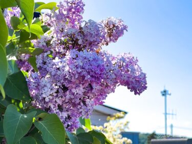 ハッピーエンジェル「ライラック」の花