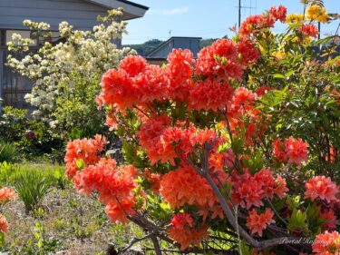 明るく爽やかに輝くツツジの花