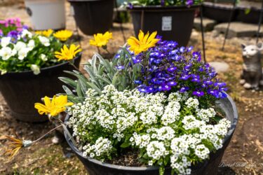 華麗に舞い踊る可憐なお花たち