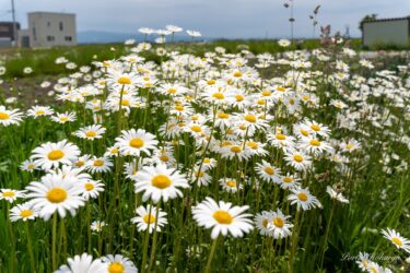 Bunga marguerite putih bersih bermekaran di ladang.