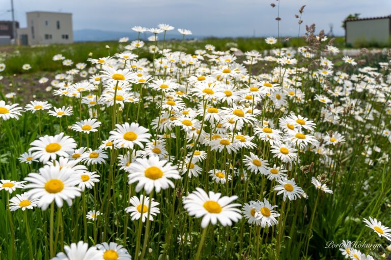 Çöldə çiçək açan saf ağ marqaretlər