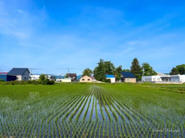 移り変わる田んぼの景色
