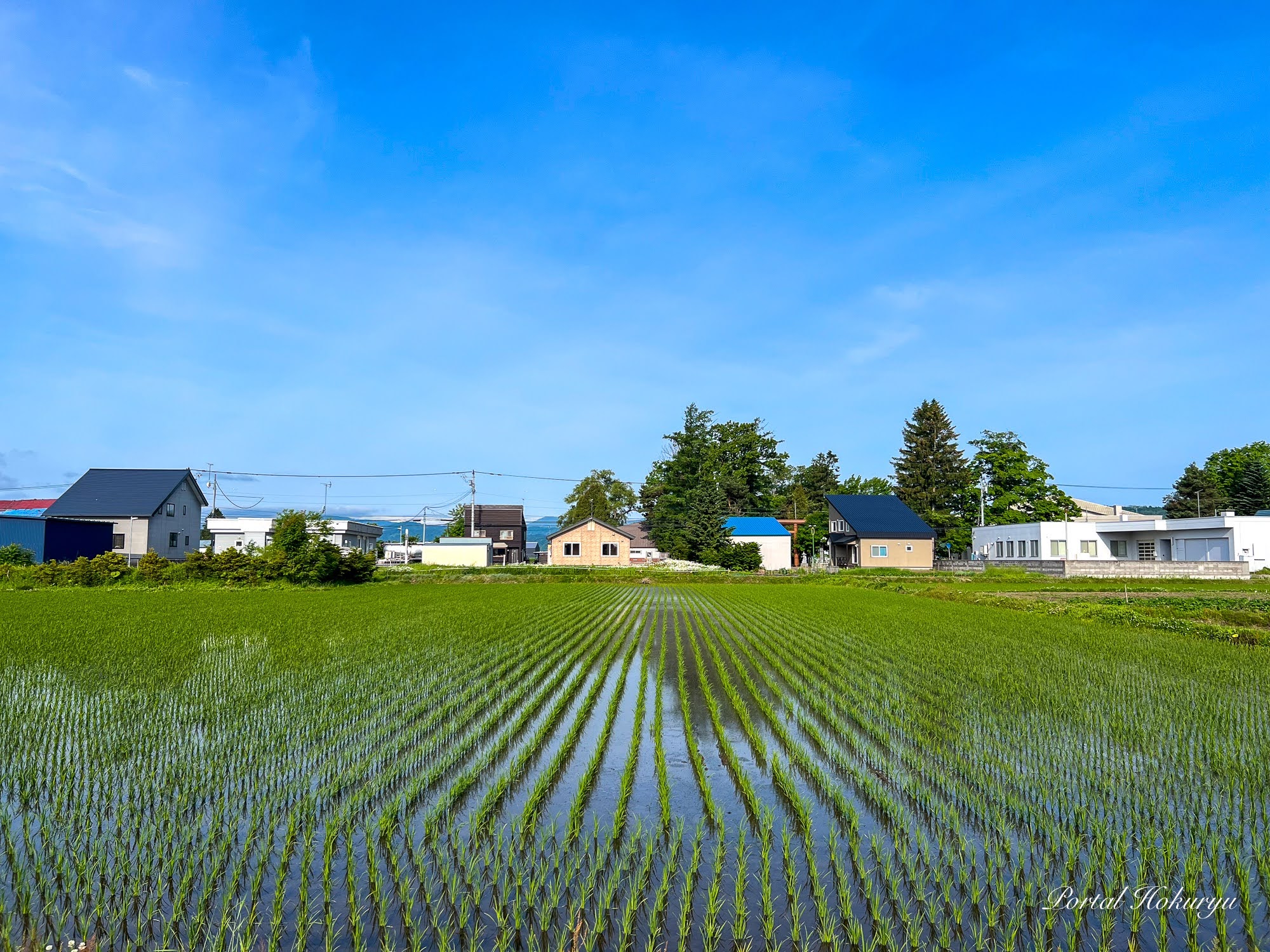 移り変わる田んぼの景色