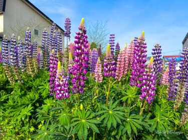 गुलाबी और बैंगनी ल्यूपिन फूल