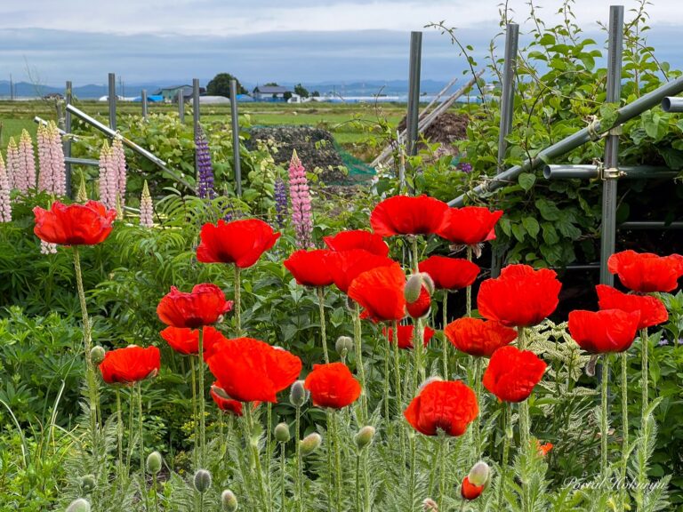 Ürəyi işıqlandıran haşhaşlar