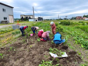 6月13日（火）北竜町のシニアが元気に菊芋堀り＆スイートコーン定植！（ＮＰＯ法人あかるい農法の圃場）