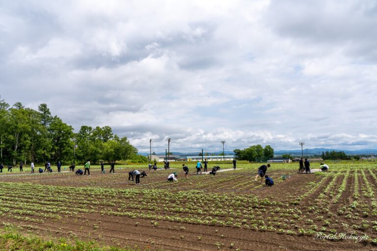 世界のひまわり畑の除草・間引き作業