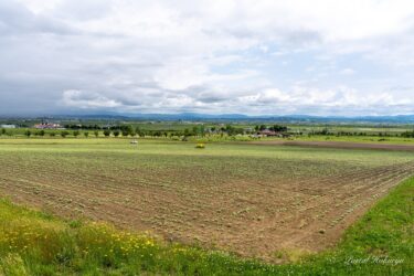 หมู่บ้านทานตะวันบาน