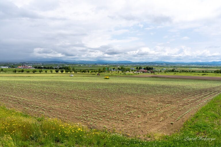 Budding Sunflower Village
