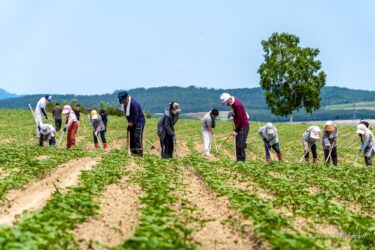 北竜町民による「ひまわりの里の草刈り・間引き作業」2023 深い愛情と真心を込めて