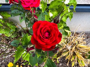 愛と美の象徴・華麗なる薔薇の花