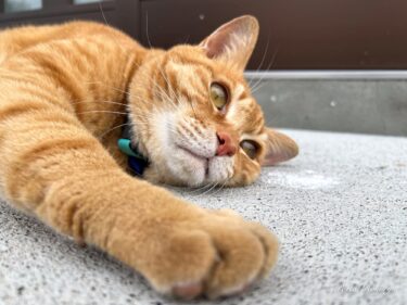 玄関前で寛ぐ猫の「サクちゃん」
