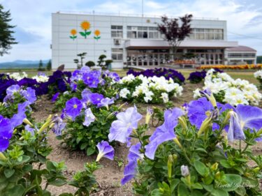 色とりどりに咲き誇る真竜小学校花壇のお花たち