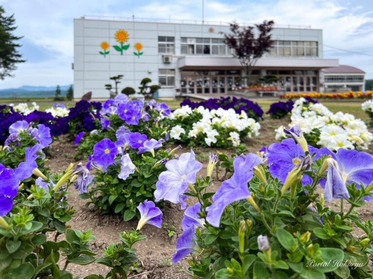 小学校花壇のお花たち
