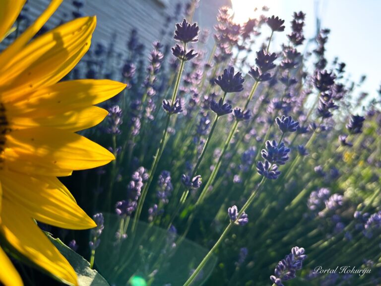 明るいひまわりの輝きと優しいラベンダーの香り