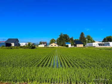 生命力溢れる田んぼ風景