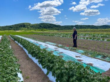 6月26日（月）作物の大いなる成長（ＮＰＯ法人あかるい農法の圃場）