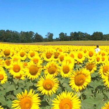 Şənbə günü, 17 iyun, saat 12:15-dən etibarən Numata Town Yaşayış Təhlükəsizliyi Mərkəzində olacağıq. Əgər həmin vaxt ərazidəsinizsə, buyurun gəlib dinləyin. 🎵 [Hokuryu Town Günəbaxan xoru]