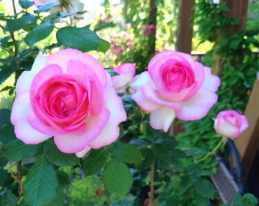 Hokuryu Kasabası Belediye Başkanı Yutaka Sano'nun faaliyet raporu: 26 Haziran (Pazartesi) Belediye başkanı, departman ve bölüm şefleriyle toplantı ve personel ile tam gün toplantılar