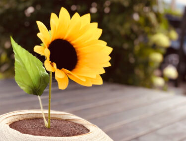 ＼開催準備大詰め🐲✨／  #北竜町ひまわりまつり の本格 #謎解き『#向日葵に聞く物語』いよいよ開催まであと20日！🌻【北竜ボードゲーム会】