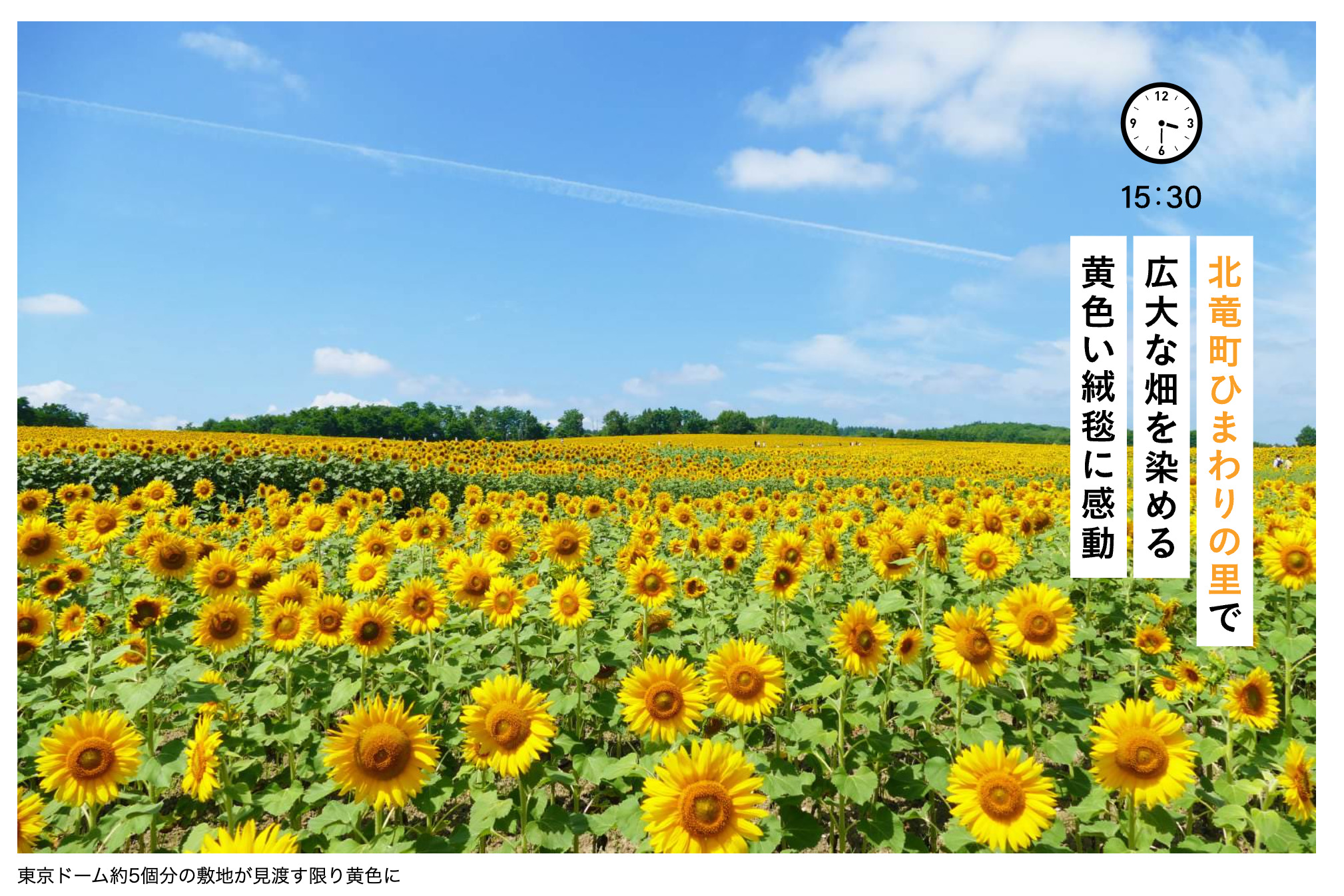 北竜町ひまわりの里で広大な畑を染める黄色い絨毯に感動【月刊電子雑誌「旅色 TABIIRO」７月号】