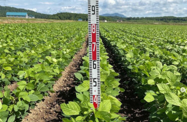 Đây là tình hình cánh đồng đậu nành Kurosengoku vào thứ tư, ngày 5 tháng 7. Nó đã dài tới 35cm! Lá cây xanh tươi và rực rỡ. [Hiệp hội hợp tác xã kinh doanh Kurosengoku]