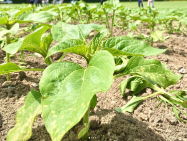 6/21〜6/23に行われた草取り作業の様子です。 参加してくださったみなさま、暑い中お疲れ様でした 🌱 ✨【北竜町ひまわり観光協会】