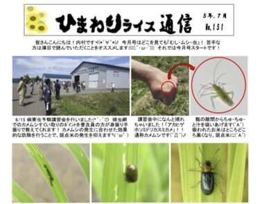 Ayçiçeği Pirinci Haber Bülteni No. 151, Temmuz 2023 [JA Kitasorachi Hokuryu Şubesi]