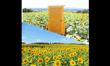 🌻7月14日はひまわりの日🌻   皆さまのお気に入りのひまわり畑、コメントで教えてください 😄 【ANA 公式 ツイート】