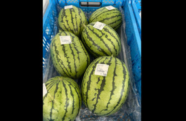 Şənbə günü, iyulun 15-i səhər bizdə çoxlu əşyalar hazır idi, lakin onların çoxu artıq satılıb. Tərkibində böyük qarpız, sarımsaq, körpə qarğıdalı 🌽, xiyar, badımcan və pomidor 🍅♪ [Minoriç Hokuryu]