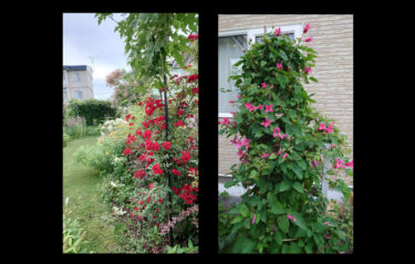 北竜町長 佐野豊 活動報告・7月18日（火）北海道農業会議常設審議委員会（札幌市）