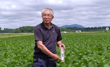 町内の一番先に撒いた畑では、背丈が８０センチほどに伸びました！早いものではもう花芽も出ていましたよ。 豊作が期待できそうです！【黒千石事業協同組合】