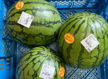 7月22日（土）ひまわりの里オープンしました ♪ 天気が良く沢山のお客様が来ています。お待たせしました ♪ サマーオレンジの西瓜 🍉 🍉 が入りました【みのりっち北竜】