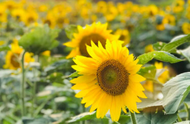 7月22日〜8月20日までの限定オリジナル謎解き!👒 この夏休みは北竜町へ 🚗 🚌!【北竜ボードゲーム会】