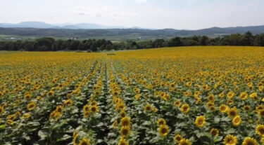 Thứ bảy, ngày 22 tháng 7 ▶︎➡︎ Đây là hoa hướng dương của Honoka ~ 🌻 ✨ [Tập đoàn Hợp tác xã Nông nghiệp Honoka]