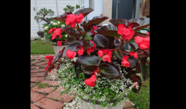 北竜町長 佐野豊 活動報告・7月25日（火）空知総合開発期成会令和６年度予算要求事前打ち合わせ