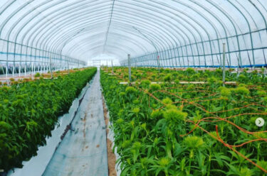 てまり草の成長記録：6月8日（木）に定植したダイアンサスてまり草が、大きくなりました。来月 お盆過ぎには、収穫できるかも？【永の森活動組織（加藤宰 代表）】