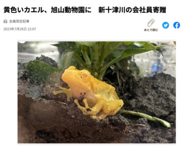 北竜町で発見：黄色いカエル、旭山動物園に　新十津川の会社員寄贈【北海道新聞】
