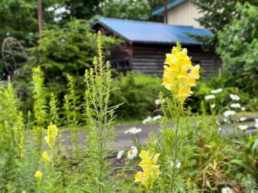 ウキウキ心踊る金魚草