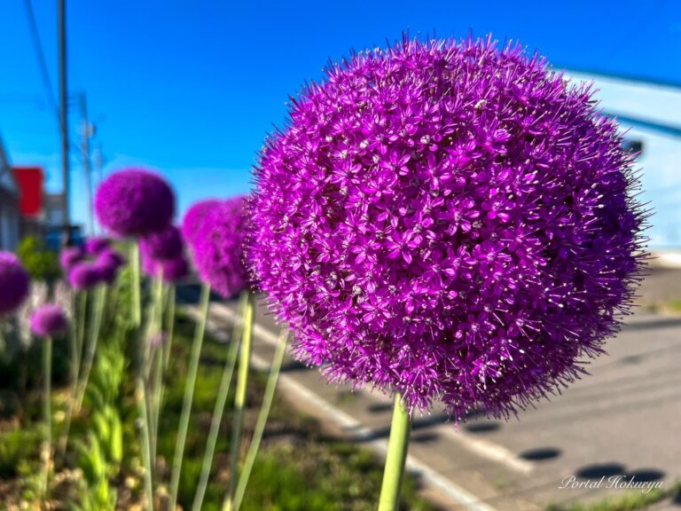 Afro Hair Allium