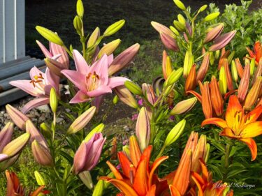 オレンジやピンクに染まるユリの花