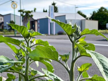 道路脇のひまわりの花