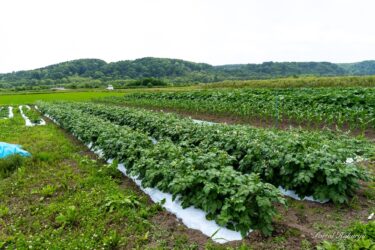 7月8日（土）驚きの成長！（ＮＰＯ法人あかるい農法の圃場）