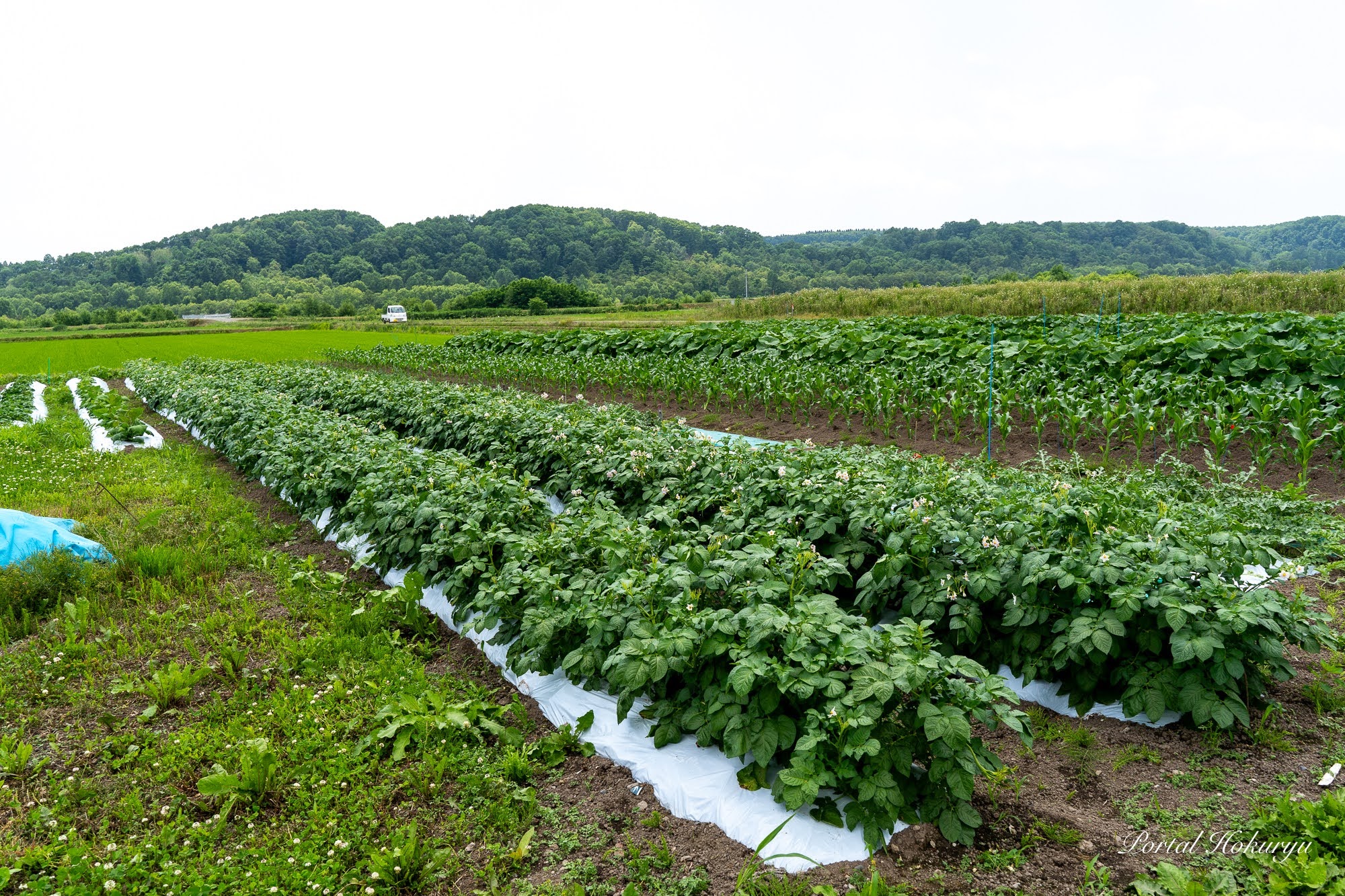 7月8日（土）驚きの成長！（ＮＰＯ法人あかるい農法の圃場）
