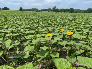 วันเสาร์ที่ 8 กรกฎาคม ดอกทานตะวันน้อยน่ารักเริ่มบานในหมู่บ้านดอกทานตะวันแล้ว!