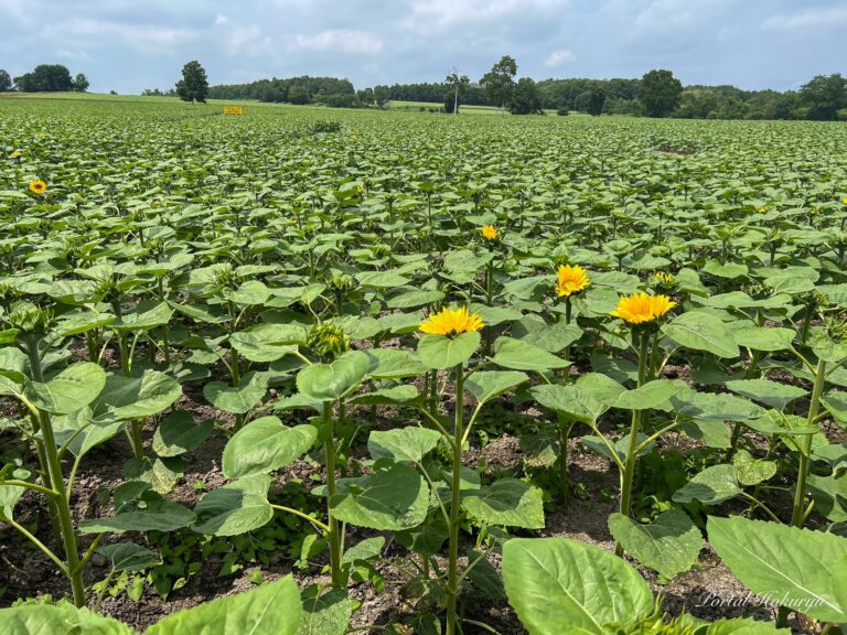 咲き始めたひまわりさん