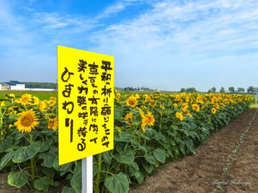 平和の祈り（願い）をこめて、真夏の太陽に向かって美しく力強く咲き誇るひまわり！！！
